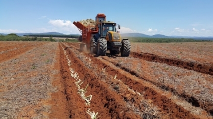 Projeto cria programa de crédito emergencial para cadeia produtiva da cana