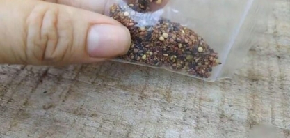 Ministério identifica pragas ausentes no Brasil em sementes não solicitadas