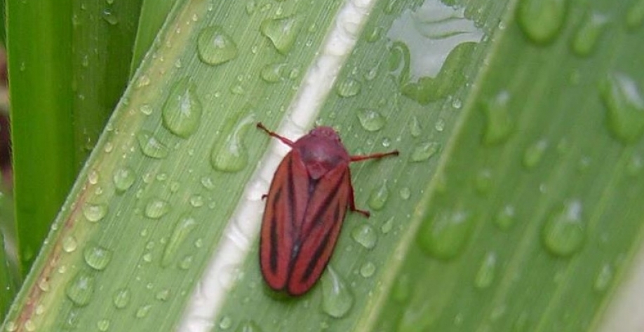 Com um ciclo biológico total de 60 a 80 dias, a cigarrinha pode ter de três a quatro gerações por ano. Foto: Divulgação Ihara