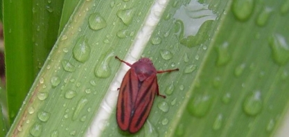 Cigarrinha-das-raízes pode reduzir até 70% da produtividade dos canaviais. Nível de dano depende da população, variedade e época de colheita