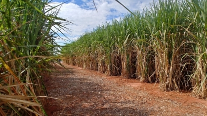 Governo de Goiás fecha investimento de R$ 265 milhões com a empresa Goiás Bioenergias para produção de biocombustível