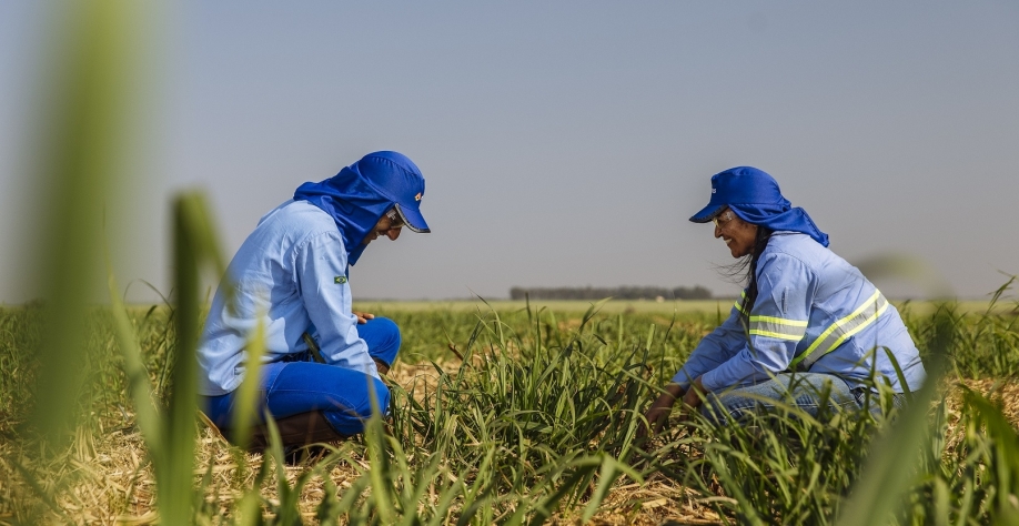 Atvos amplia Projeto “Cubo” durante a pandemia, altera mix de produção e aposta na comercialização de créditos de carbono para “sobreviver” à crise. Foto: Divulgação Atvos/ Caue Diniz