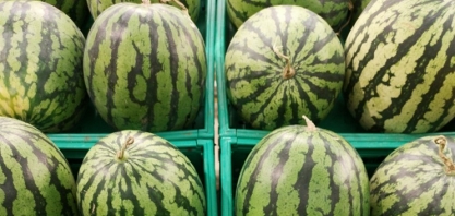 Pesquisa estuda viabilidade do cultivo de melancia em áreas de renovação de canavial