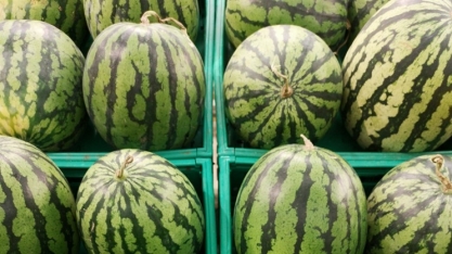 Pesquisa estuda viabilidade do cultivo de melancia em áreas de renovação de canavial