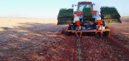 Transplantadora de muda pré-brotada de cana realiza simultaneamente a abertura do canteiro e o plantio das mudas