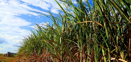 Momento é de investir para o aumento da produtividade da cana e a matriz do terceiro eixo pode ajudar