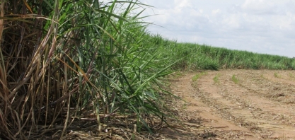 Setor insiste em variedades de cana antigas e índice de atualização varietal segue em nível não recomendado