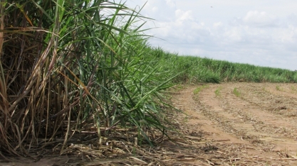 Setor insiste em variedades de cana antigas e índice de atualização varietal segue em nível não recomendado