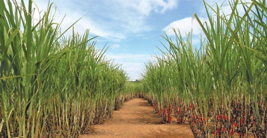 Foto: Reprodução/Internet