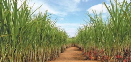 Consecana-AL/SE : ATR de outubro encerra mês sem alteração de preço