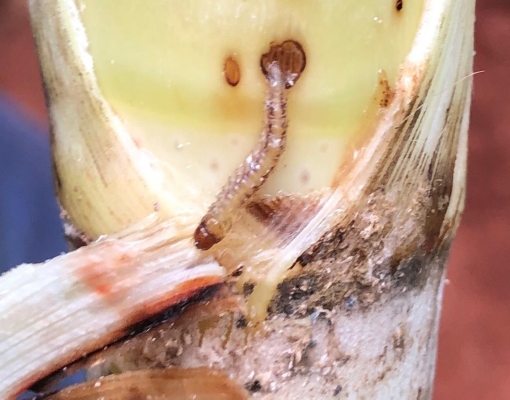 Retorno das chuvas favorece a ocorrência de altas infestação de broca. Foto: Divulgação FMC