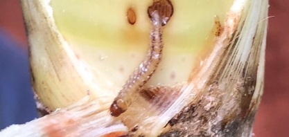Após altas infestações de broca, usina aposta em inseticida sistêmico para “blindar” a cana dos ataques