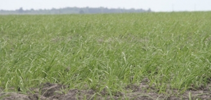 PARAÍBA – Pesquisa sobre evolução da cana-de-açúcar é realizada no estado