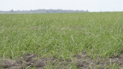 PARAÍBA – Pesquisa sobre evolução da cana-de-açúcar é realizada no estado