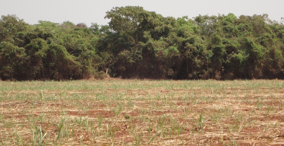 A seca debilita a cana-soca, provoca falhas e retarda o desenvolvimento dos canaviais