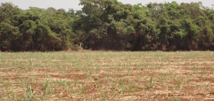 La Niña sacrifica a lavoura