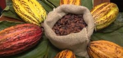 Pesquisadores da UESC estudam produção de etanol a partir do bagaço de cacau