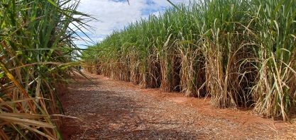 O agro paulista lidera a geração de empregos durante a pandemia da Covid-19