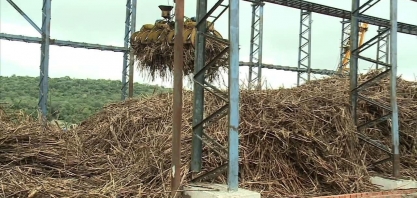 Usinas de cana-de-açúcar devem continuar moendo até março de 2021