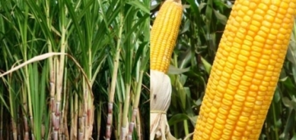 EUA e Brasil veem espaço para avanço do etanol antes de transição para elétricos