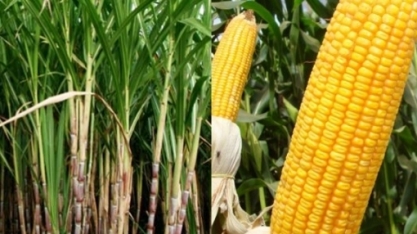 EUA e Brasil veem espaço para avanço do etanol antes de transição para elétricos