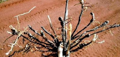 “Esquecidos”, nematoides podem reduzir produtividade da cana -planta em 20 toneladas por hectare