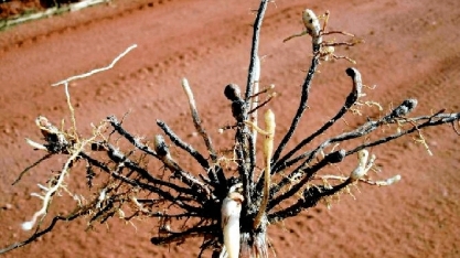“Esquecidos”, nematoides podem reduzir produtividade da cana -planta em 20 toneladas por hectare