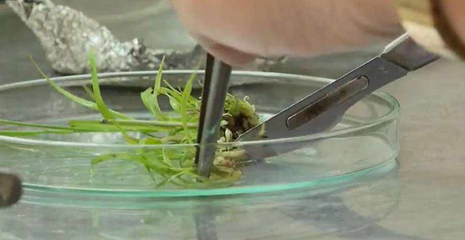 Segunda variedade de cana mais plantada do Brasil foi desenvolvida geneticamente na UFPR — Foto: Reprodução/RPC