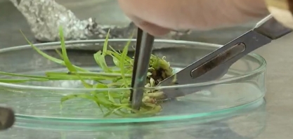 Variedade de cana desenvolvida na UFPR é a segunda mais plantada do Brasil