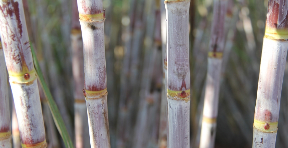 7515 ainda conquista o setor. Crédito: CanaOnline