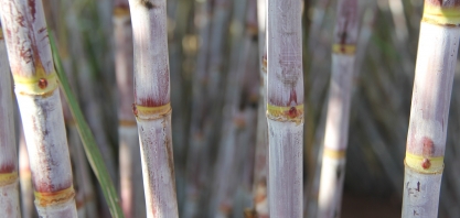 RB867515 segue como a variedade mais cultivada no Centro-Sul, seguida de perto pela RB966928
