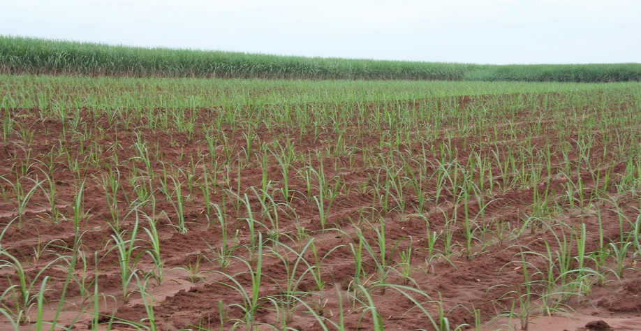 Cantosi formada por muda pré-brotada