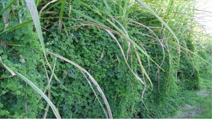 Plantas daninhas:  ameaça silenciosa à produtividade da cana-de-açúcar