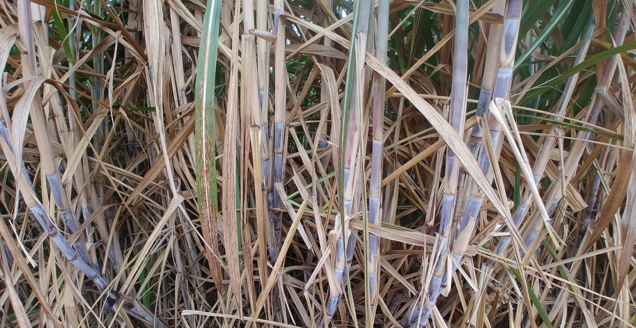 O controle eficiente é fundamental para a obtenção de canaviais com alto desempenho