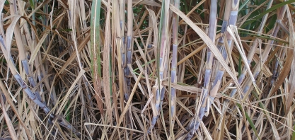 Inovação é aliada da cana-de-açúcar no controle sustentável da broca