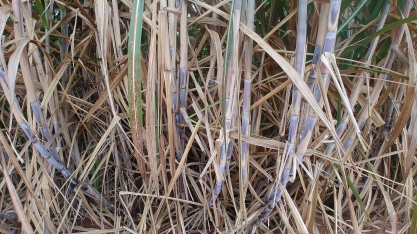 Inovação é aliada da cana-de-açúcar no controle sustentável da broca