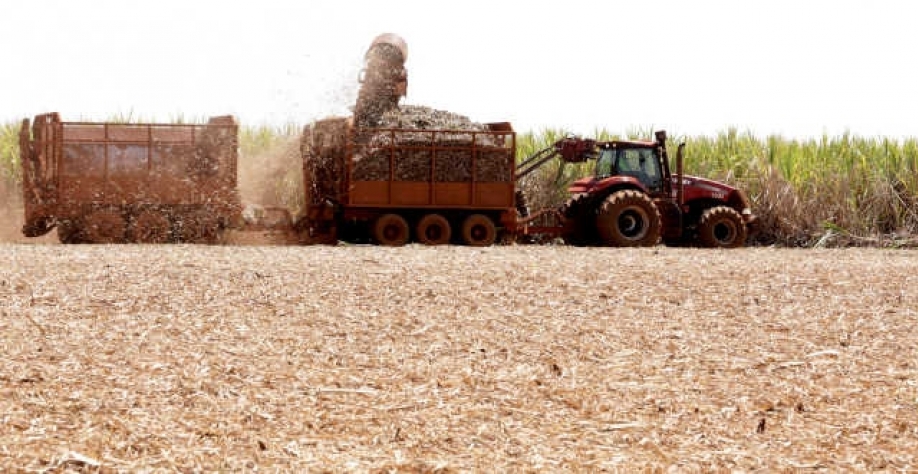 O volume de cana processado pelas usinas cresceu 3,7% em relação à safra anterior (Imagem: REUTERS/Paulo Whitaker)