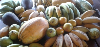 A resposta do agro paulista à Covid-19