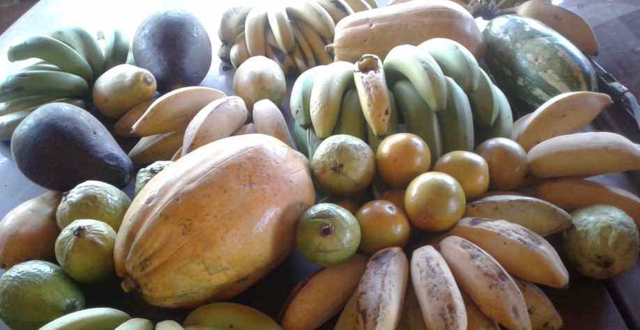 Mesmo com a pandemia, o agro não parou de produzir 