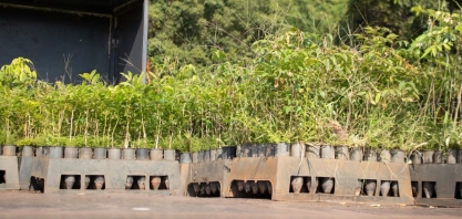 Tereos doa 85 mil mudas para reflorestar a Floresta Estadual do Noroeste Paulista