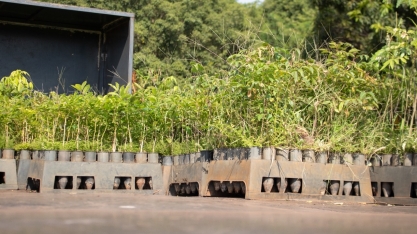 Tereos doa 85 mil mudas para reflorestar a Floresta Estadual do Noroeste Paulista