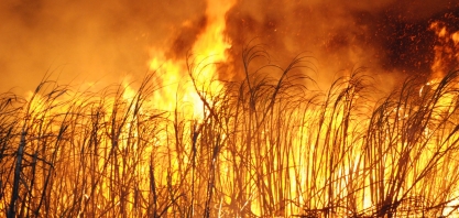 Programa Cana IAC desenvolve Indicador de Investimentos em Ações de Prevenção e Combate de Incêndios em Canaviais