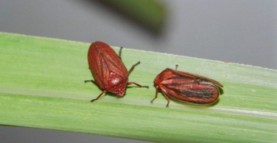 Grande problema para o segmento, a cigarrinha-das-raízes pode provocar perdas de até 60% na produtividade dos canaviais. Foto: Arquivo CanaOnline