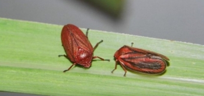 BASF lançará, em 2021, novo inseticida para controle de cigarrinha-das-raízes