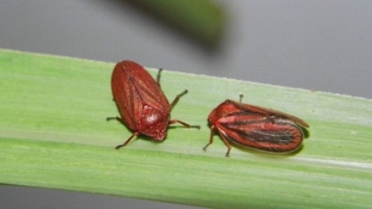 BASF lançará, em 2021, novo inseticida para controle de cigarrinha-das-raízes