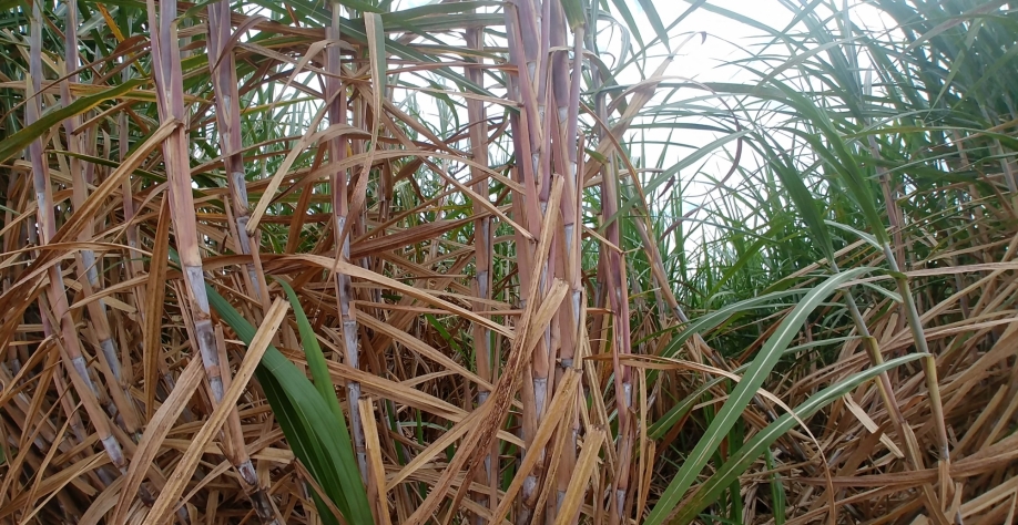 Cana-de-açúcar dá a volta por cima