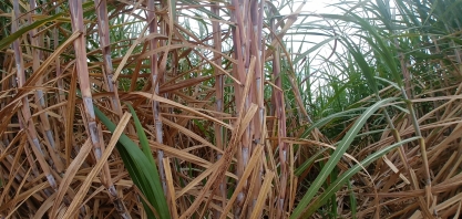 Setor sucroenergético se reinventa na pandemia, preserva empregos e salva economia de regiões canavieiras