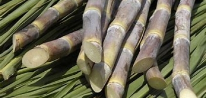 Safra 20/21 acumula moagem de 4,6 mi de toneladas de cana em AL