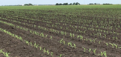 Produtor planta milho em área de laranja e consegue boa produtividade