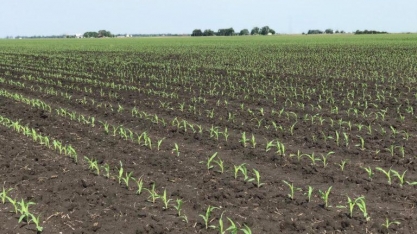 Produtor planta milho em área de laranja e consegue boa produtividade